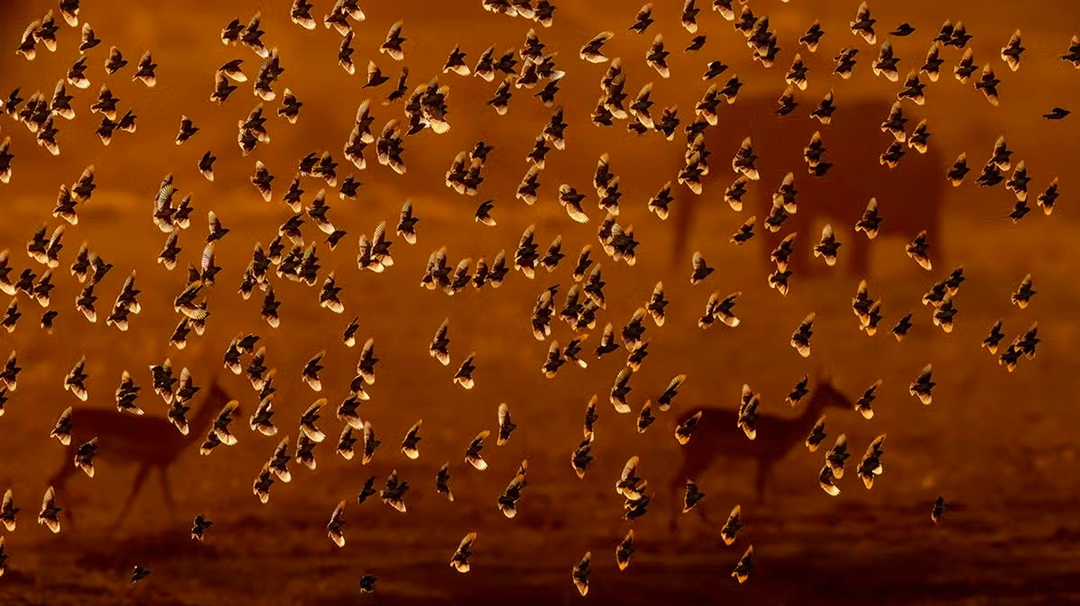 Bence Máté observes a flock of birds descend to quench their thirst at a small pond.