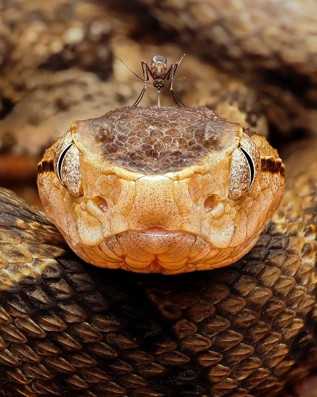 Andrea and Maceo Grammatico get a snake’s-eye view of a mosquito drinking a venomous viper’s blood. Twins Andrea and Maceo describe this image as ‘one of the most demanding focus stacks we’ve ever created’. It required immense concentration and care.