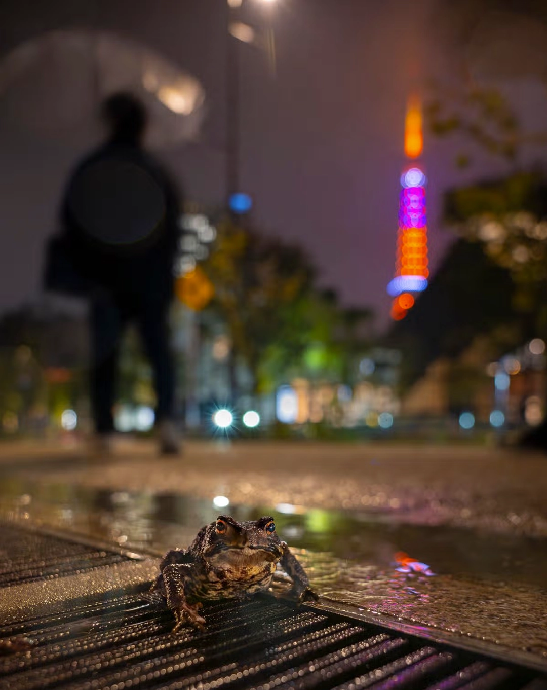 Sora Miyazawa focuses on an Eastern Japanese toad as it wanders through the street after a rainfall.
