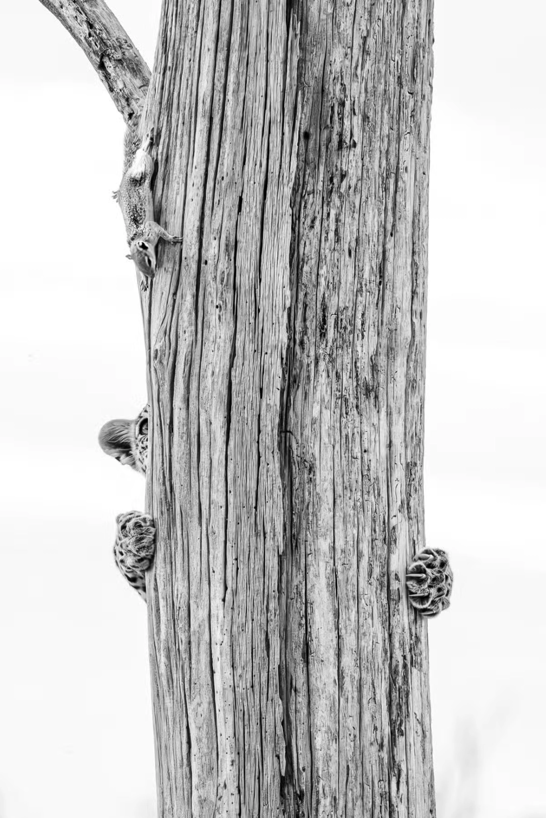 Allegra Hutton watches a young leopard chase a squirrel up a tree in Botswana’s Okavango Delta.