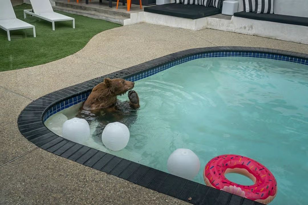 Bear taking a dip in a pool. By Loren Elliott.