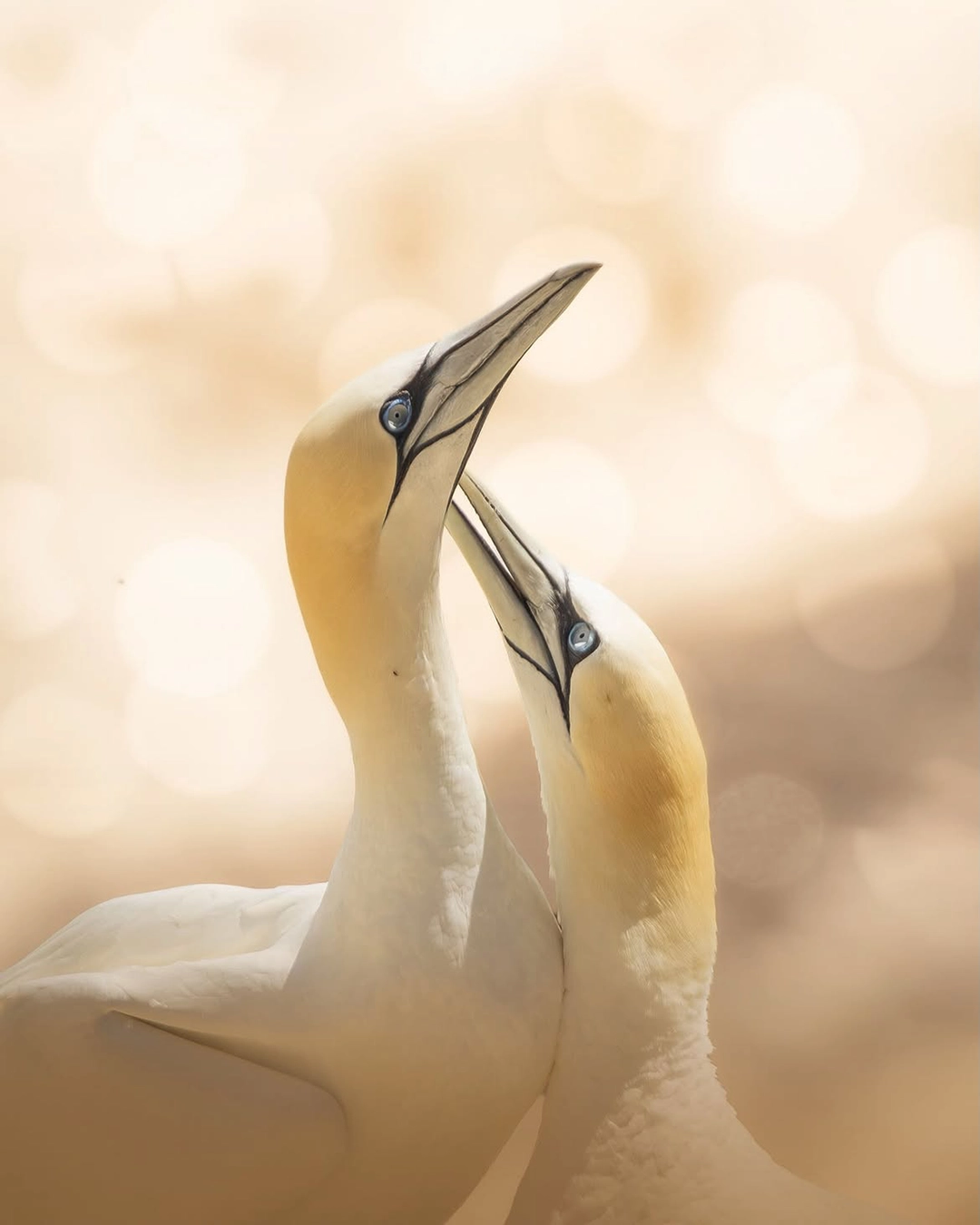 ‘Devotion’ by Laura Peyton “This image was taken at RSPB Bempton Cliffs in Yorkshire, using a Canon EOS R7 and Canon RF 100-500mm lens.