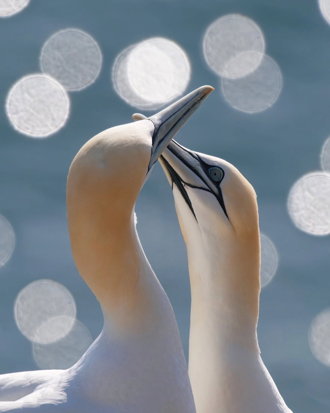 g\_05: A similar photograph taken at RSPB Bempton Cliffs; photographer currently unknown.