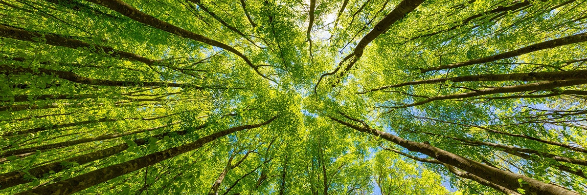 View looking up at bright green tree canopy with branches forming a natural pattern against blue sky.
