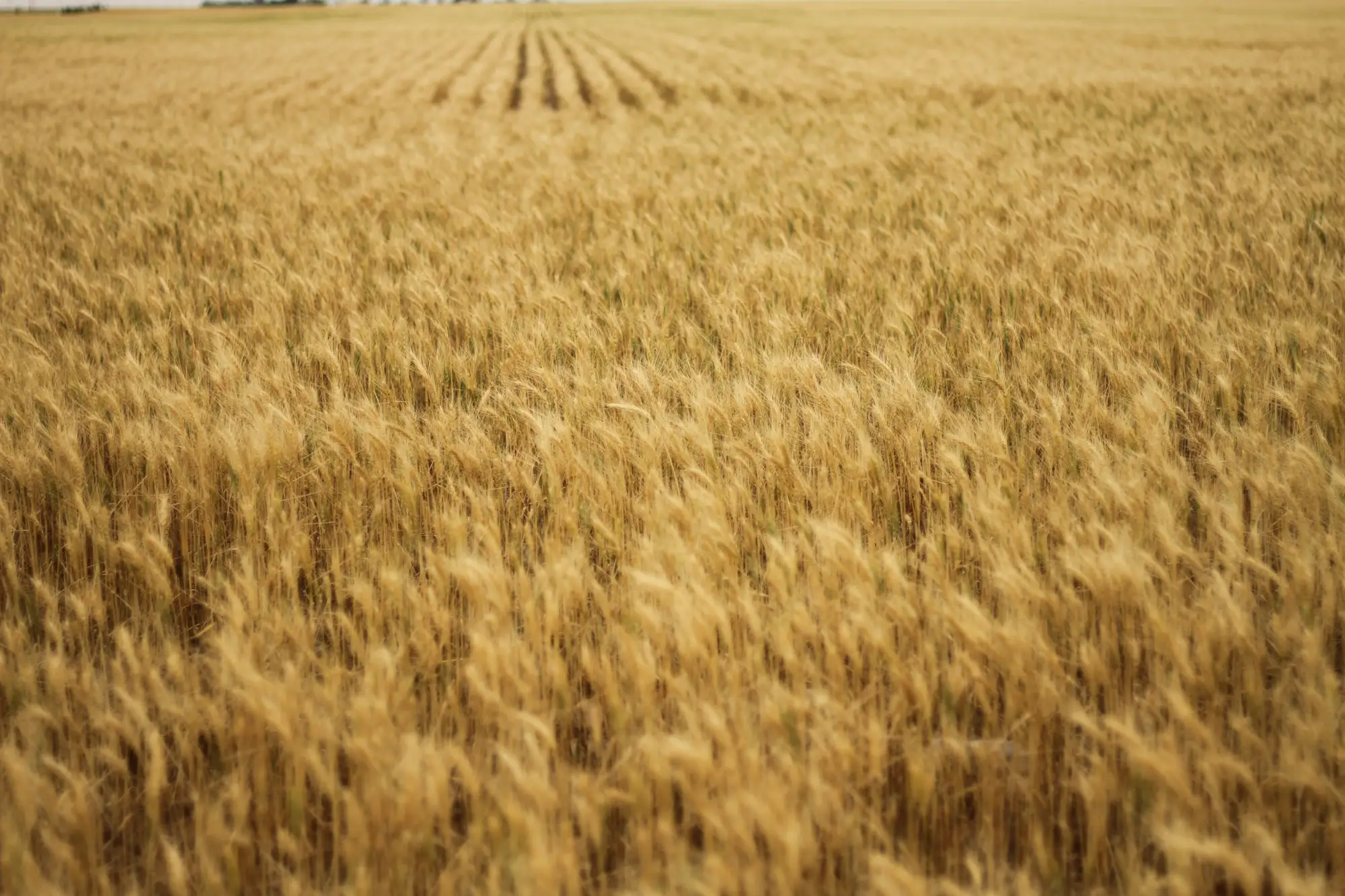 A golden wheat field stretches into the distance, with gently swaying stalks showing rows of crops under a bright sky.