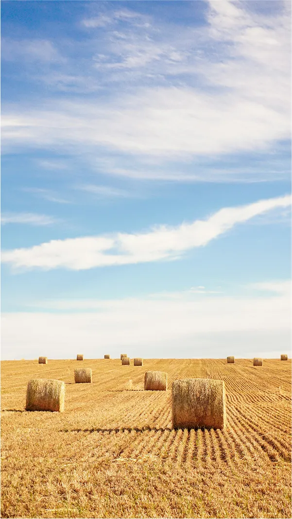 Yellow hay bales on a yellow field with a blue sky in the background