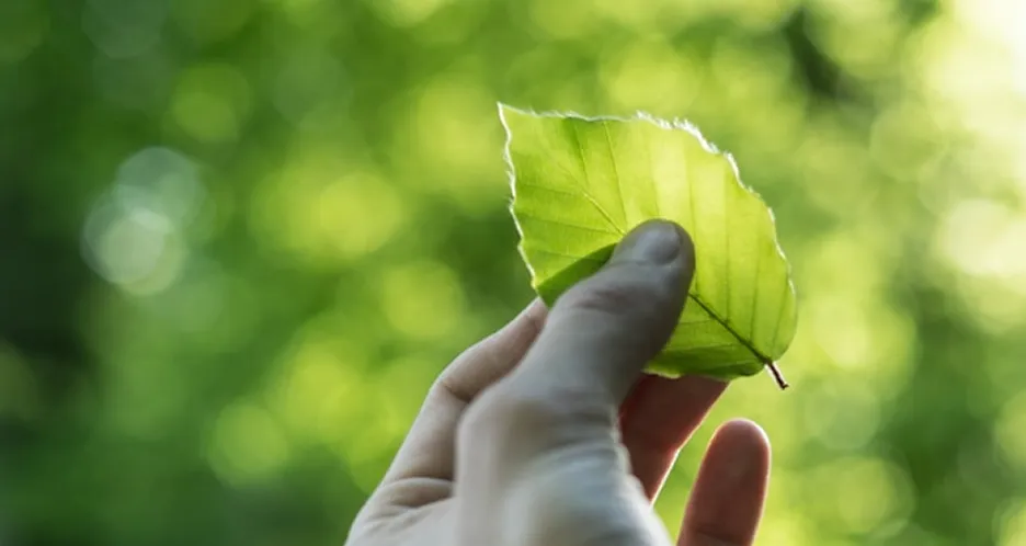 a hand holding a green leaf on a green blurred background
