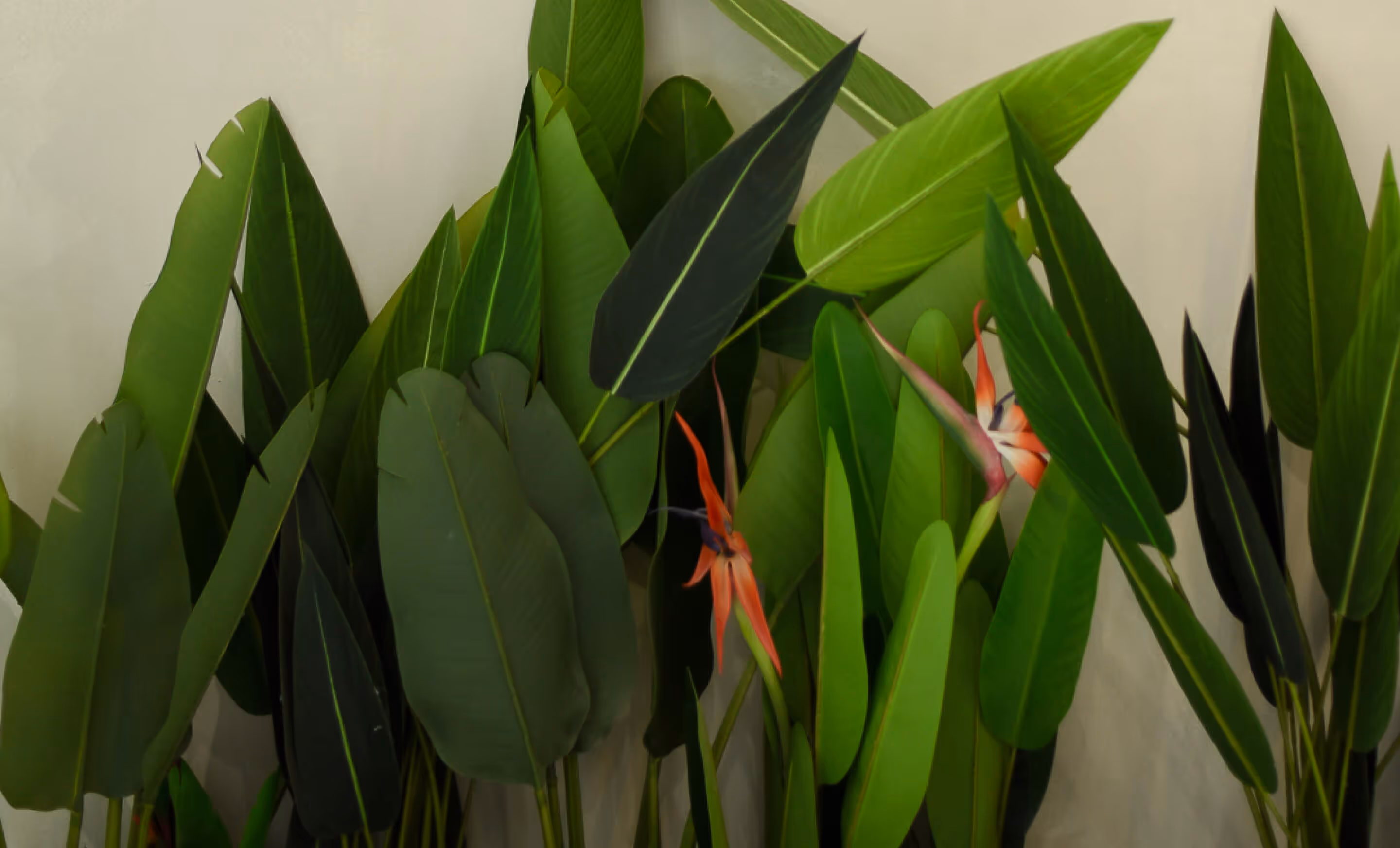 Tropical green leaves with two orange bird of paradise flowers against a light background.