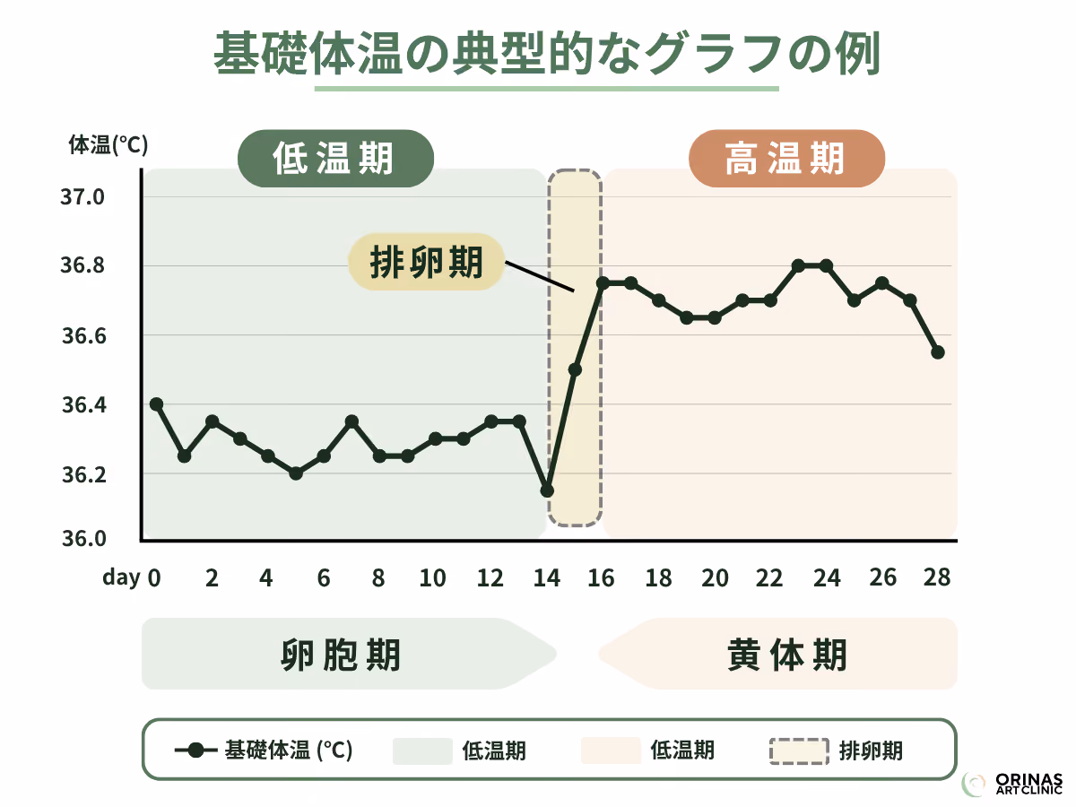 基礎体温の典型的なグラフの例