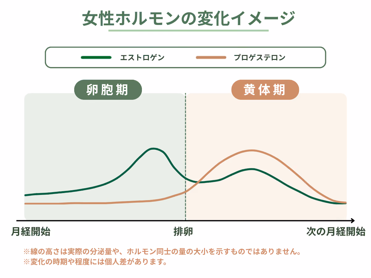 女性ホルモンの変化イメージ