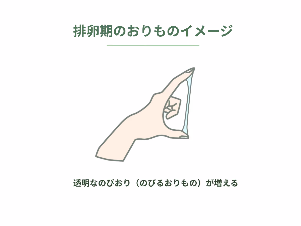 排卵期のおりものイメージ