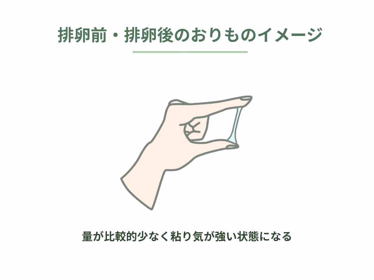 排卵前・排卵後のおりものイメージ