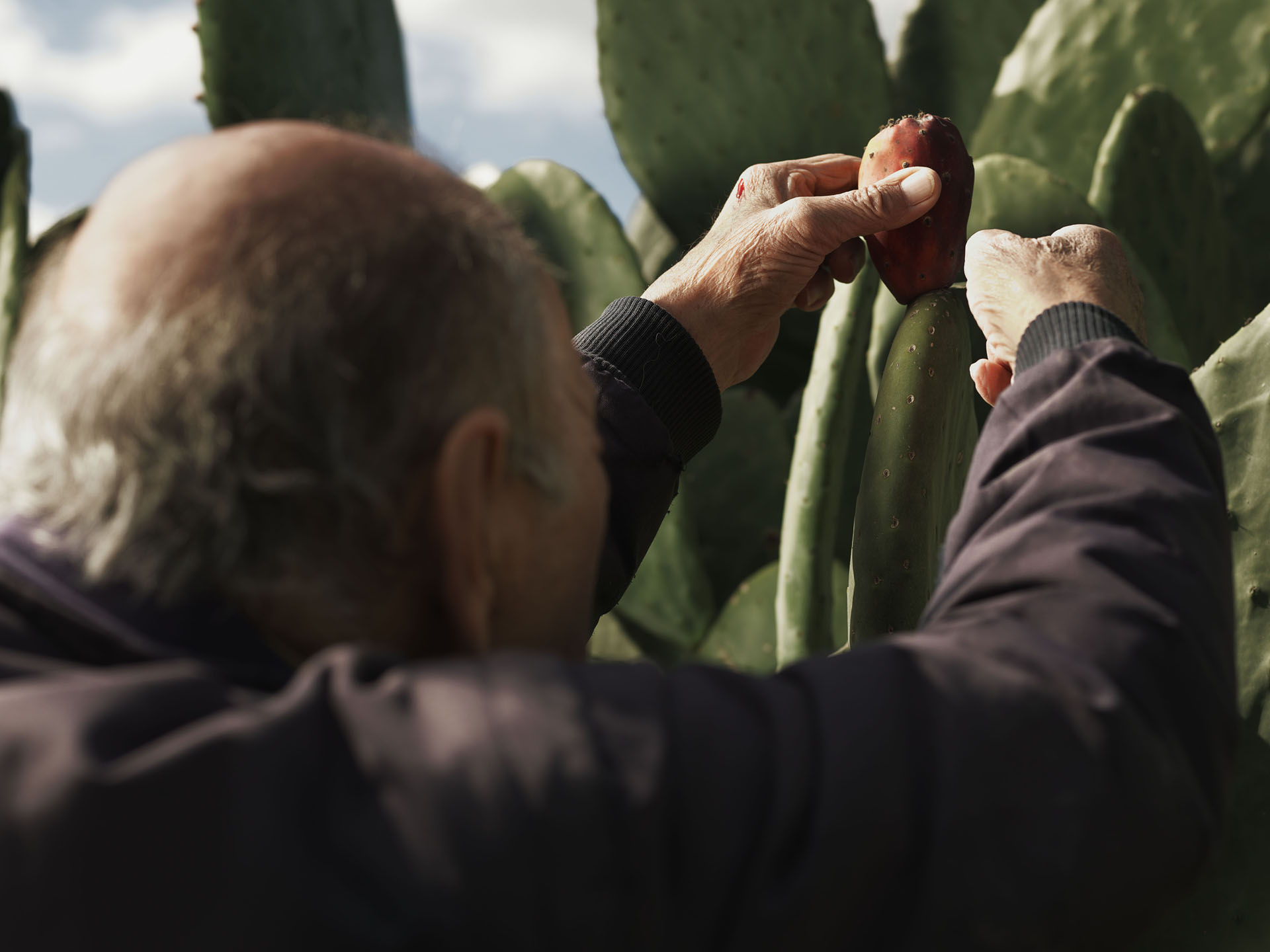Detalle de cultivo