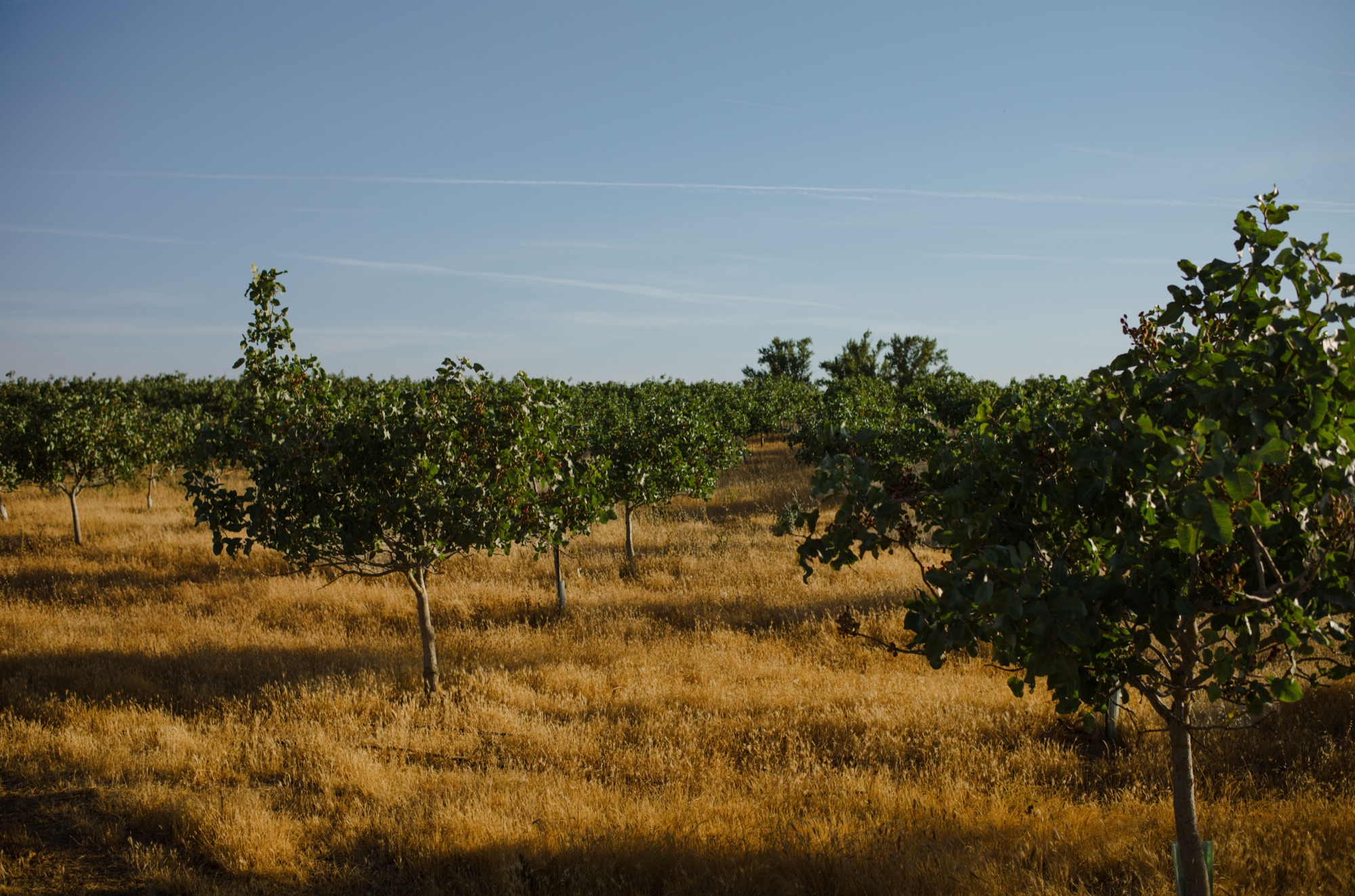 Productora en campo
