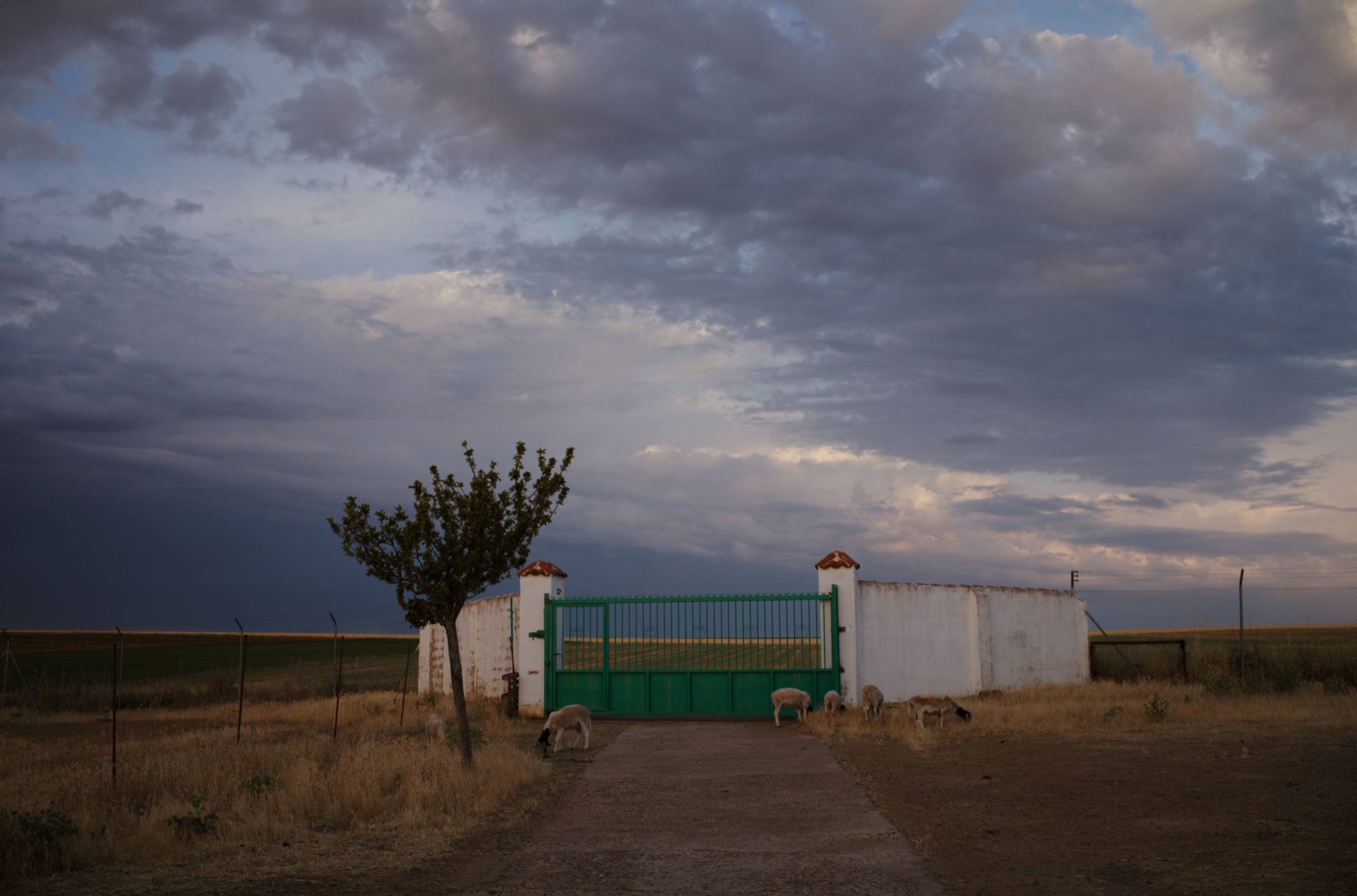 Olivar