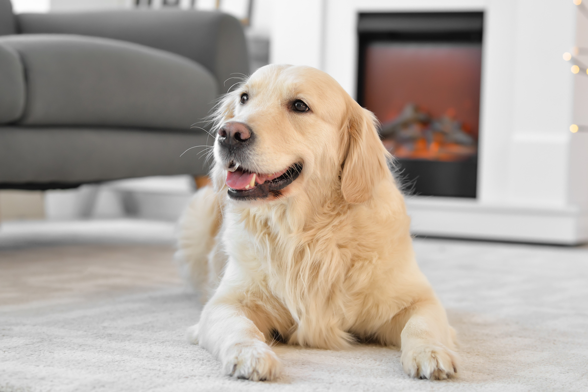 Vad kostar en hund i månaden? | En kostnadsguide från Zensum