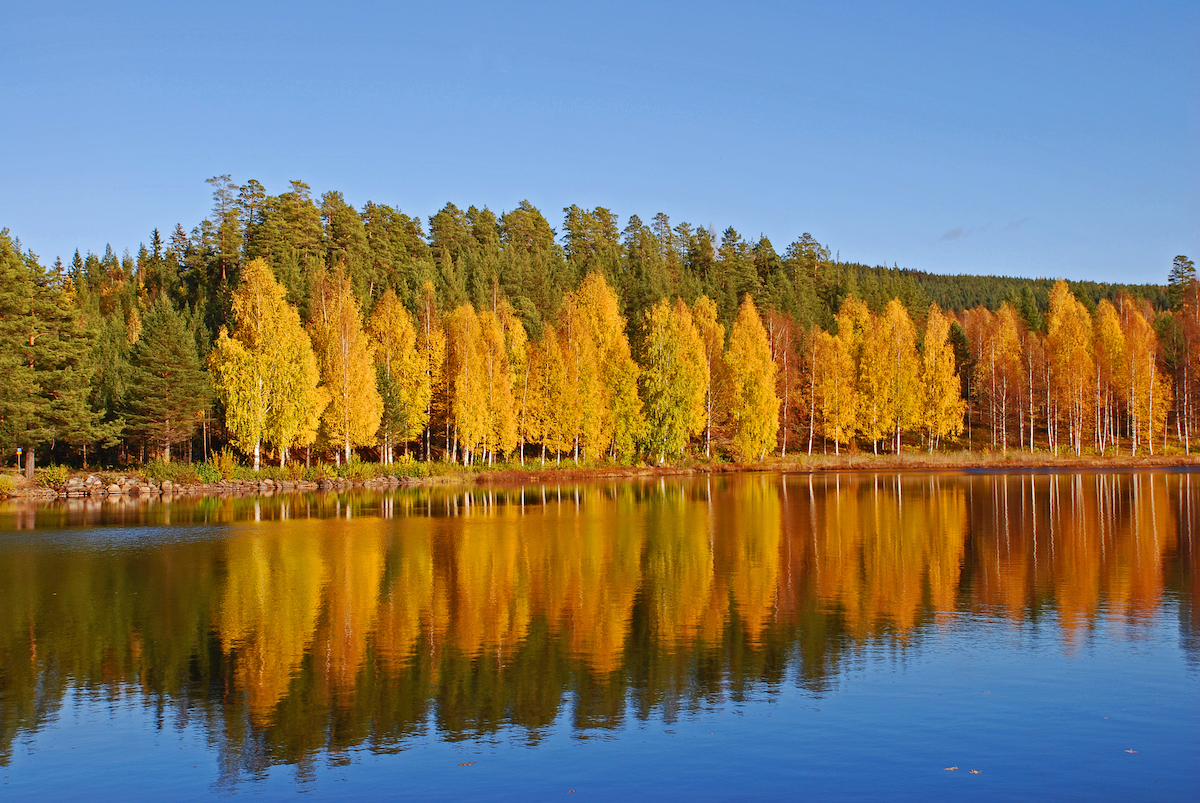 Gäldenär – Zensum förklarar vad en gäldenär är ✓
