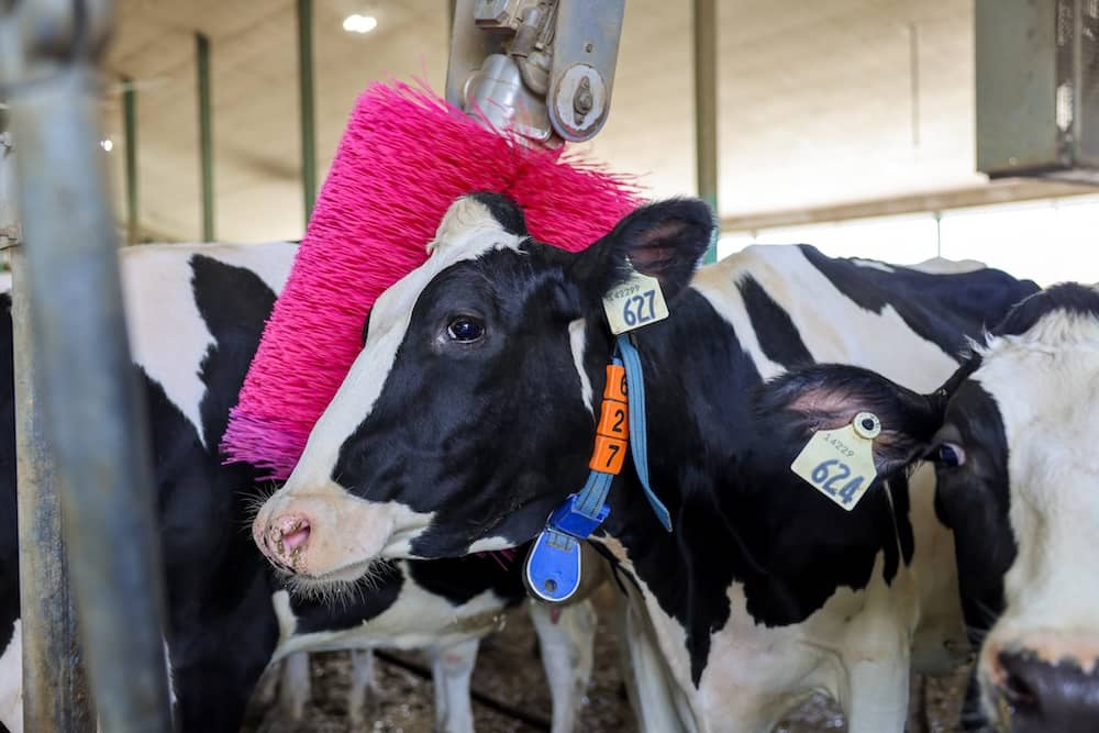 Confort de la vache