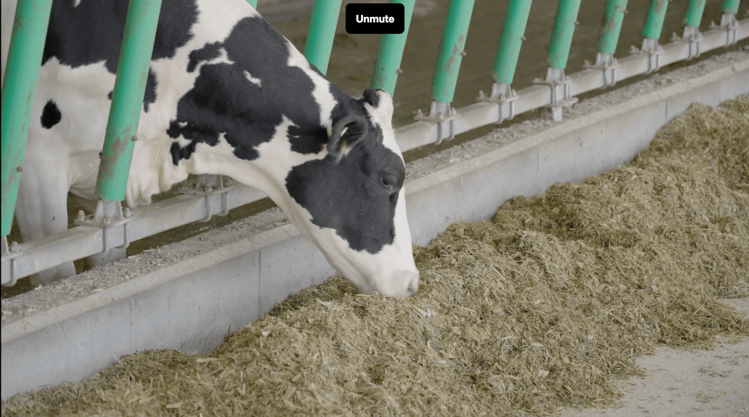 Comestar Holstein VMS