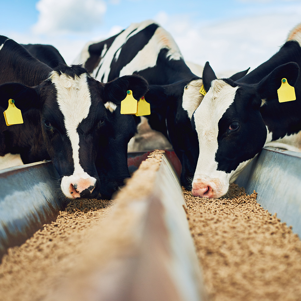 Cows being fed