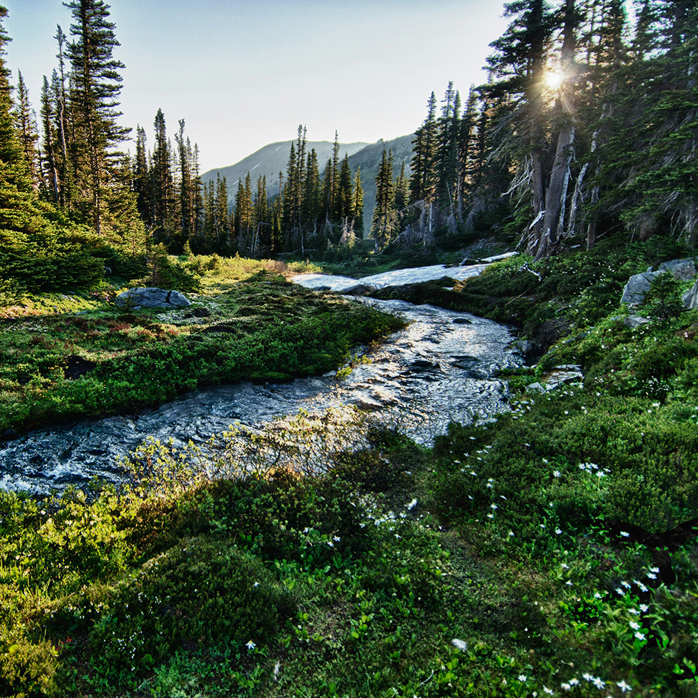 A creek in a forest
