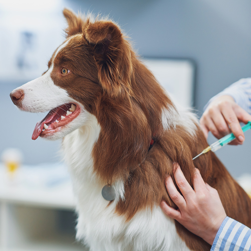 Dog at the vet