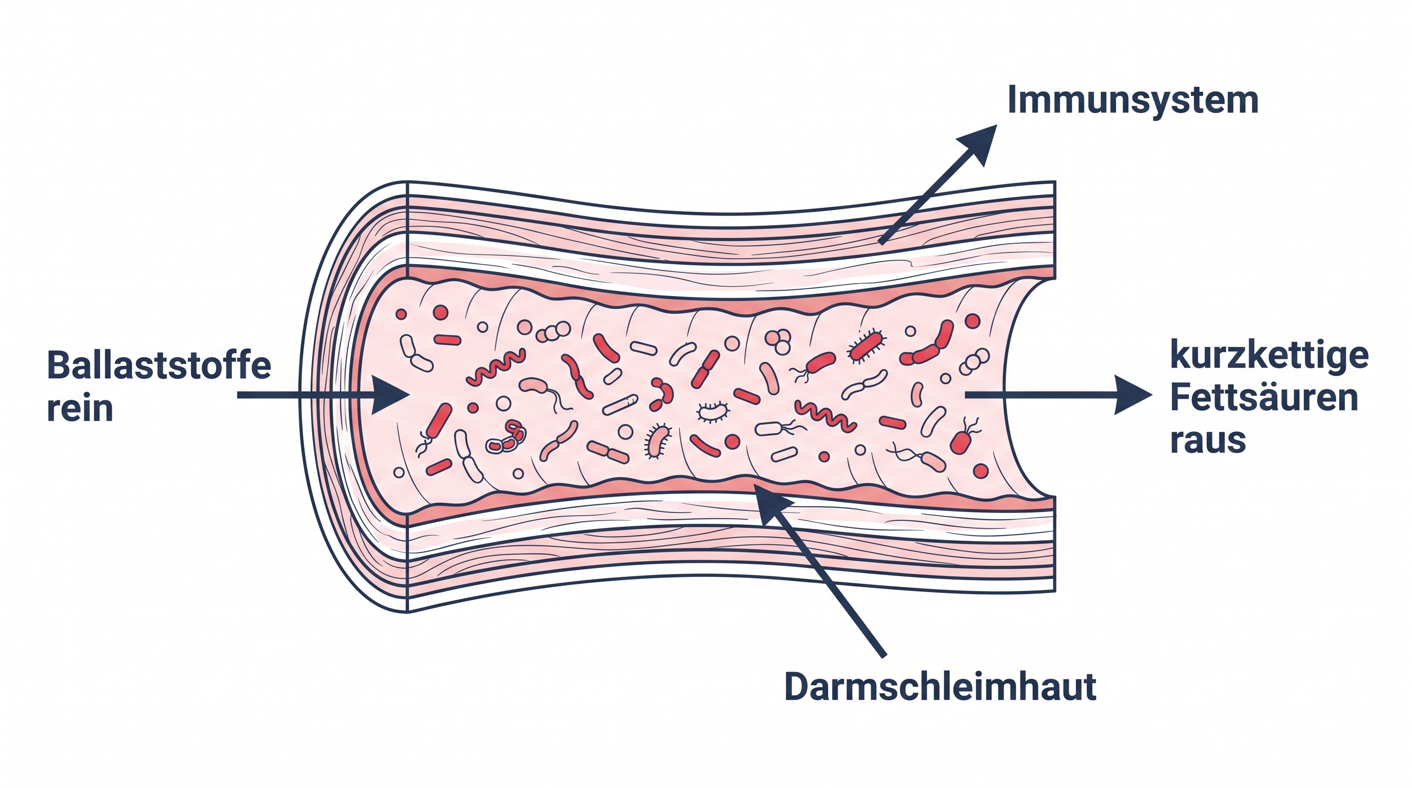 Schematische Grafik der Darmflora im Dickdarm mit Ballaststoffen als Futter und kurzkettigen Fettsäuren als Produkt
