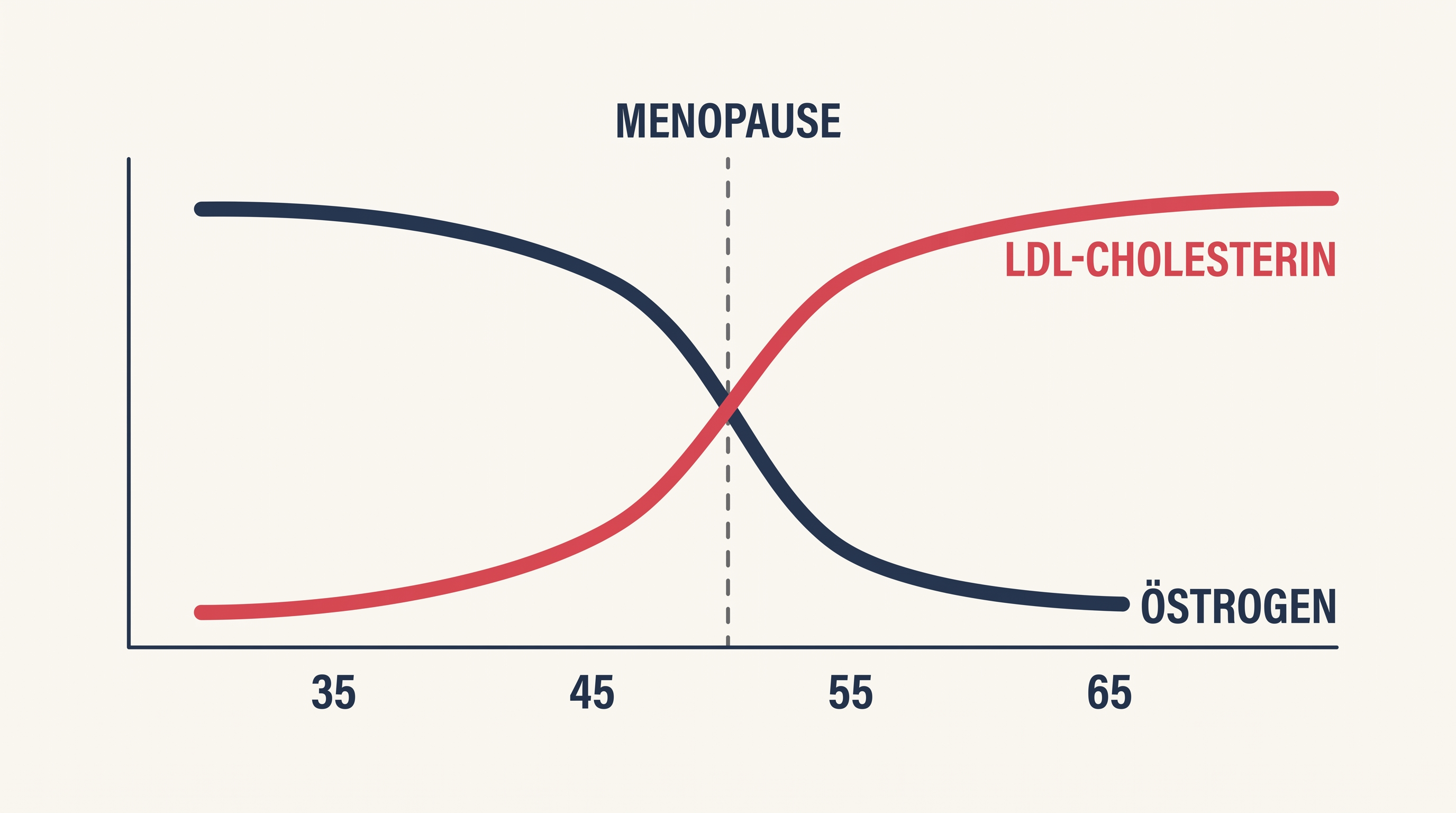 Schematische Grafik mit zwei Kurven über die Lebensjahre einer Frau: Östrogen sinkt um die Menopause, LDL-Cholesterin steigt im selben Zeitraum