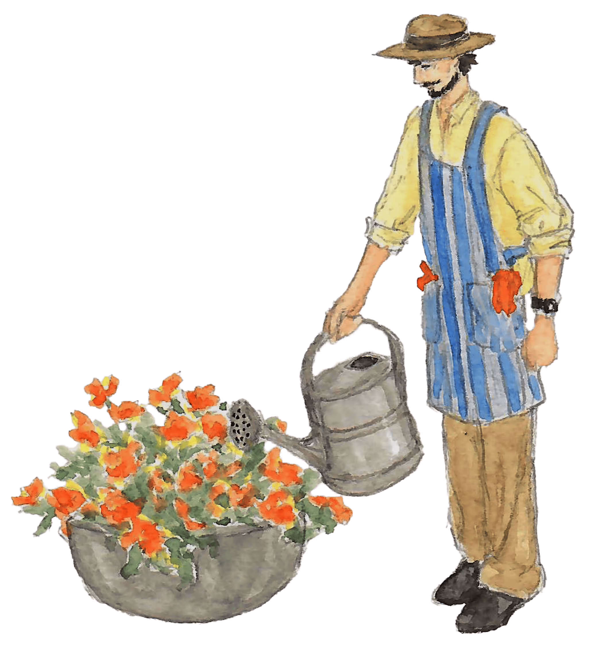 Gardener wearing a hat and apron watering orange flowers in a large planter with a watering can.