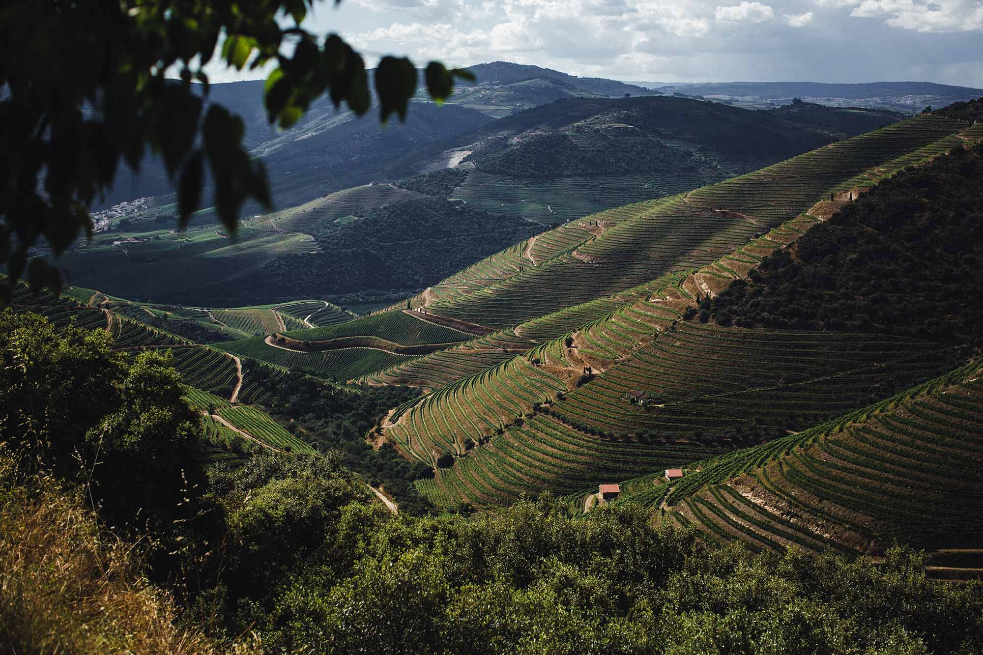 Awe-inspiring view of the vineyard terraces cascading through the Douro Valley in northern Portugal