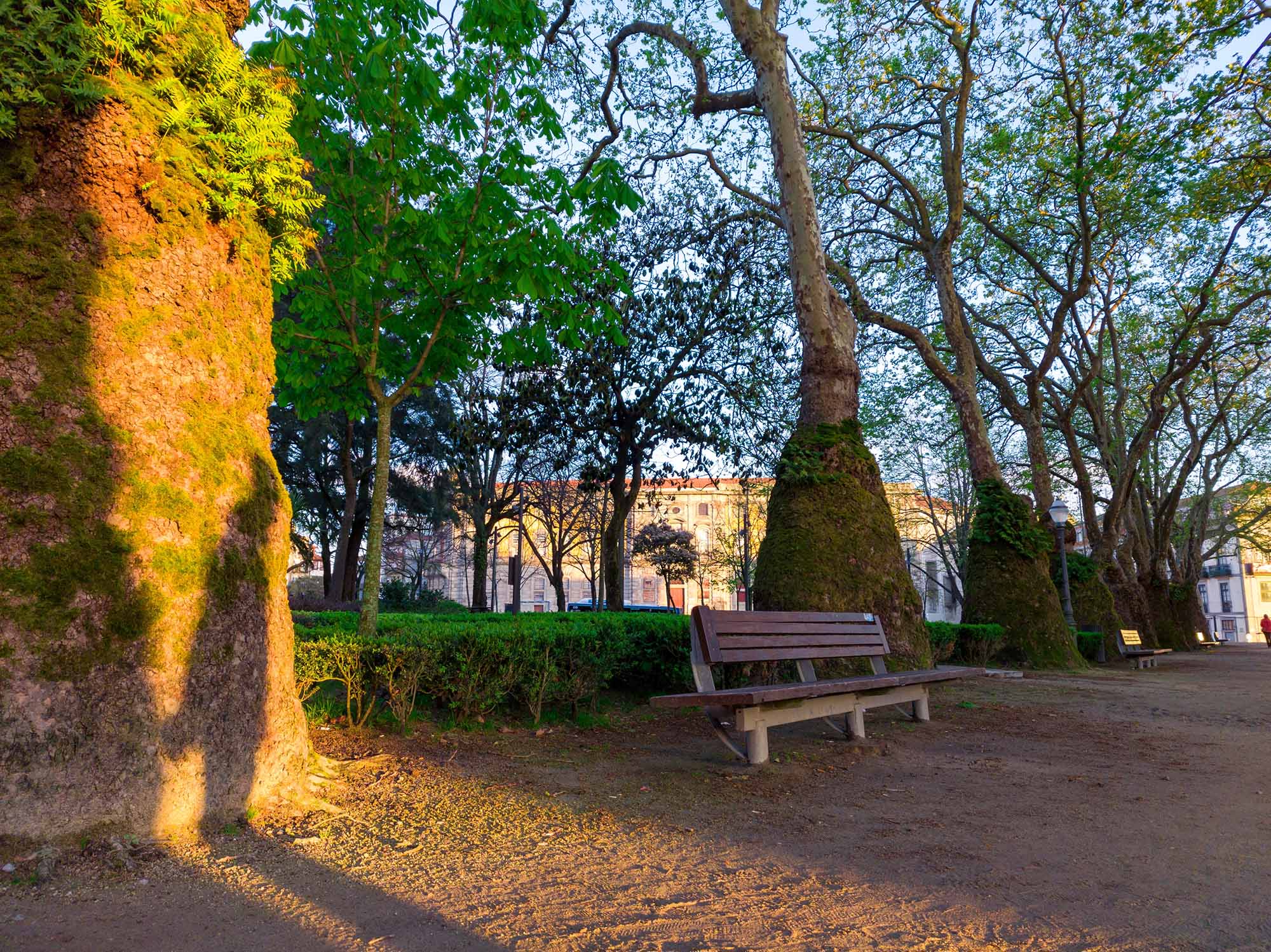 Lane with trees and empty bench in Jardim da Cordoaria, Porto.