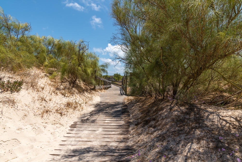 Wooden boardwalk winds through sandy dunes and green bushes under a bright blue sky