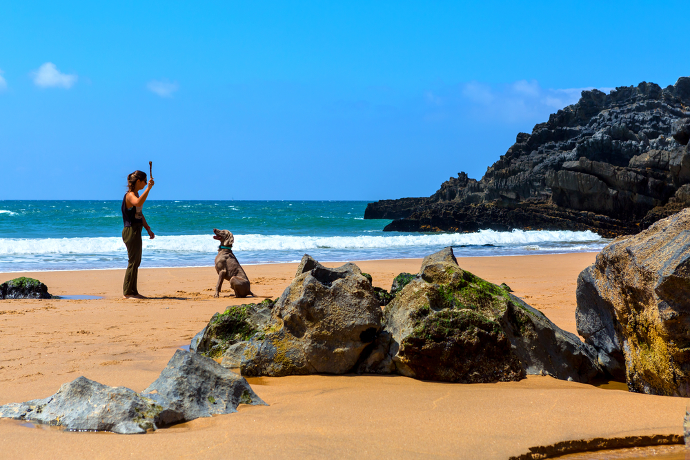 A person on a sandy beach holding a stick for a dog sitting attentively beside dark rocks