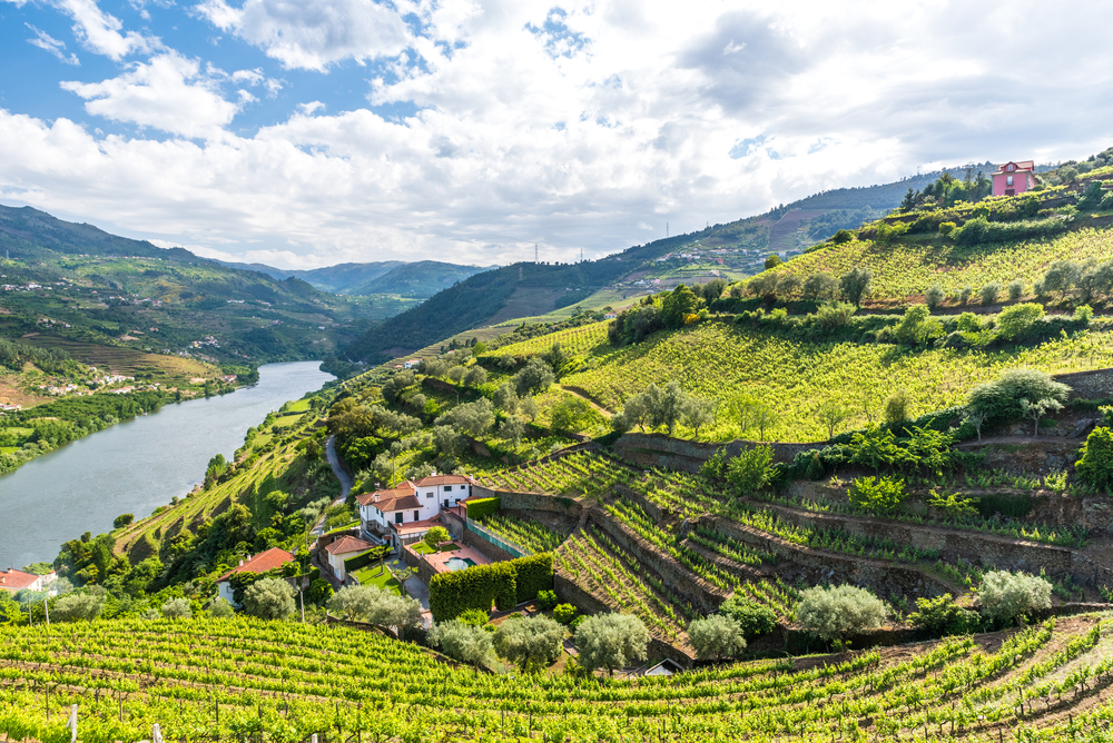 Lush green terraced vineyards on steep hillsides overlooking a winding Douro River