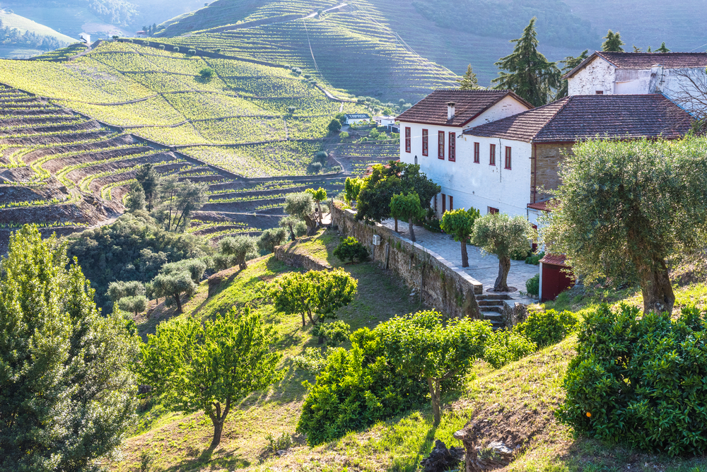  Traditional white houses and olive trees overlooking terraced green vineyards in the Douro Valley