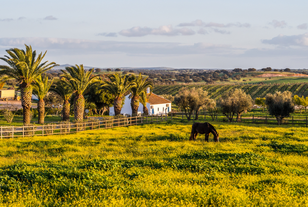 Landscape in wine region Alentejo in Portugal, at sunset.