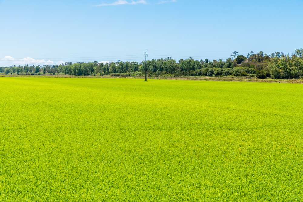 Vast field of bright green crops stretching toward a line of trees under a clear blue sky