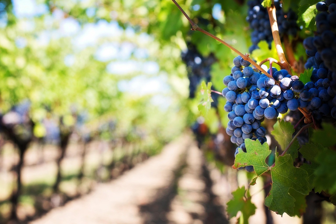 Ripe purple grapes on vine in sunny vineyard, highlighting harvest season and wine production