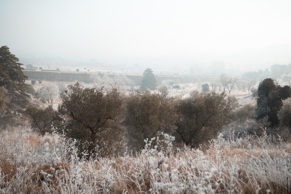 A view of a forest with wild grass and trees with a foggy sky on the horizon in Braganca, Portugal