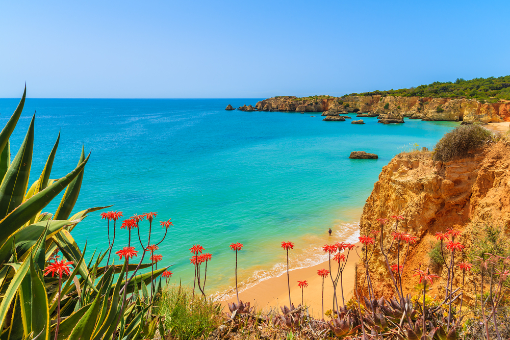 Tropical flowers on clifftop overlooking beautiful Praia da Rocha beach and turquoise sea
