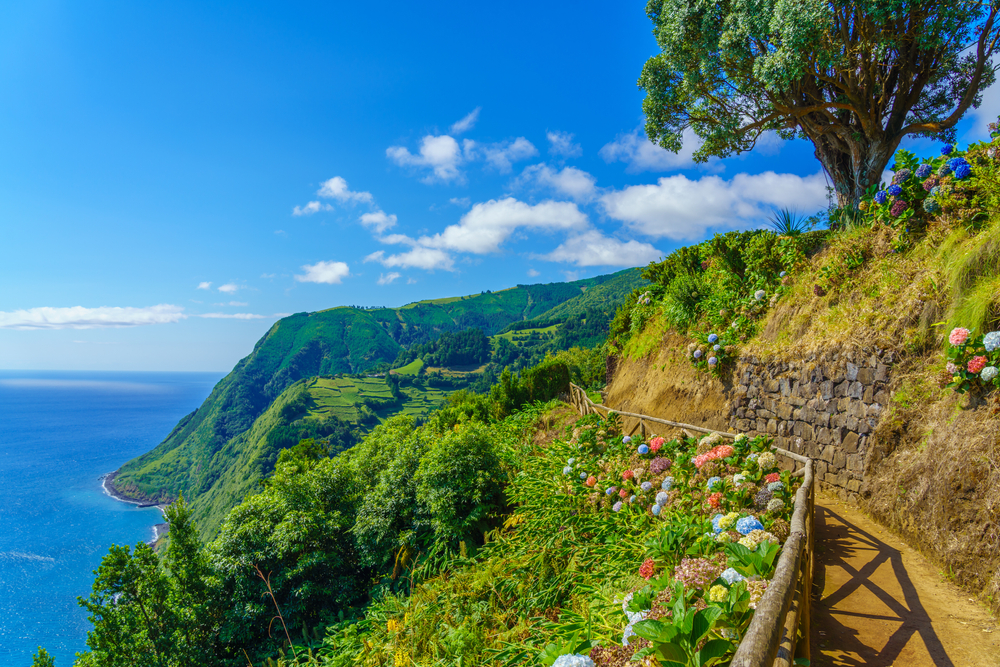 A dirt walking path lined with blooming blue and pink hydrangeas overlooking the Azores