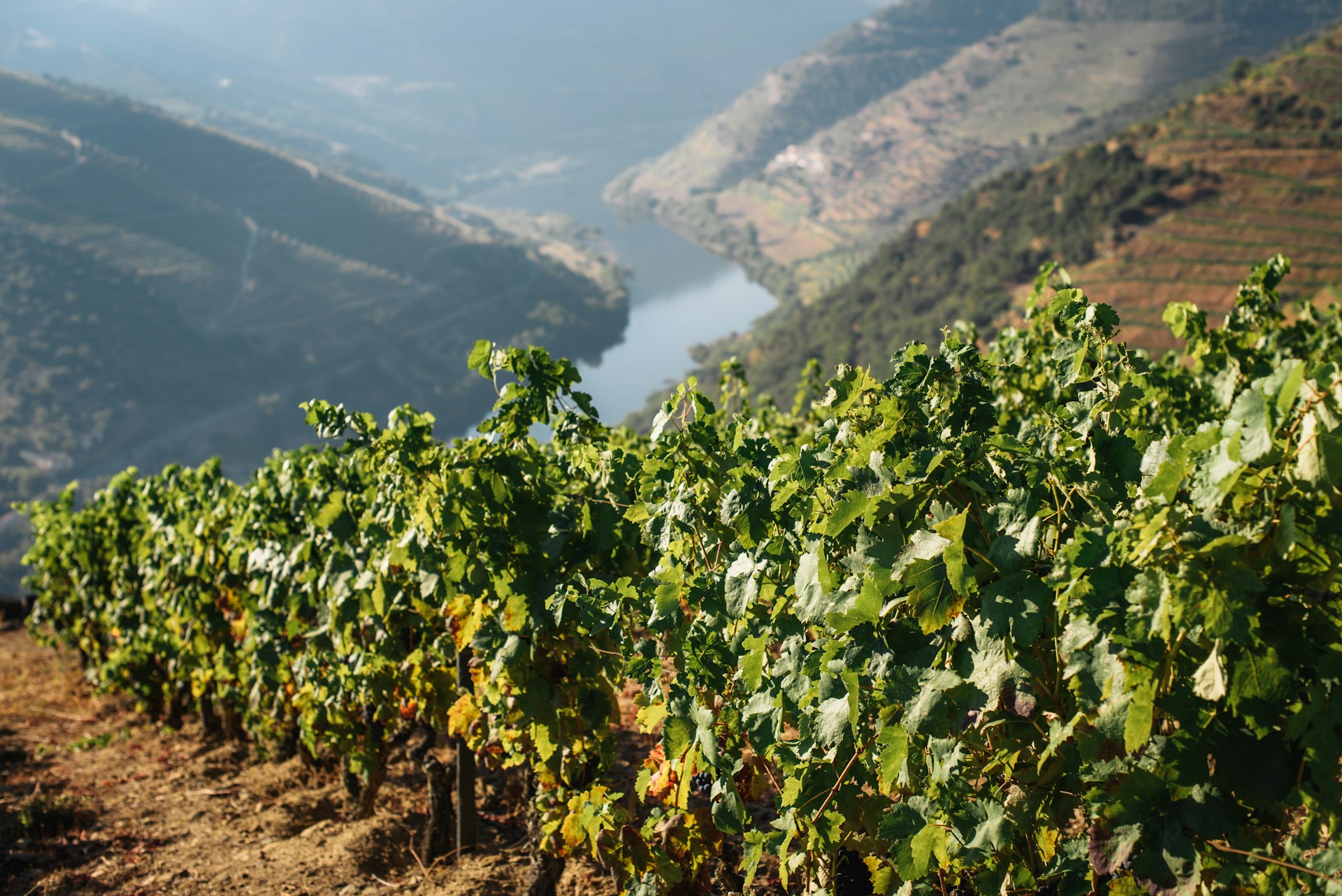 Lush green vineyard rows on a steep hillside overlooking the winding Douro River in a sunny valley