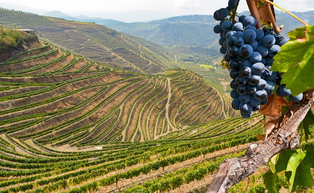 Douro valley vineyard with grapes in Portugal 