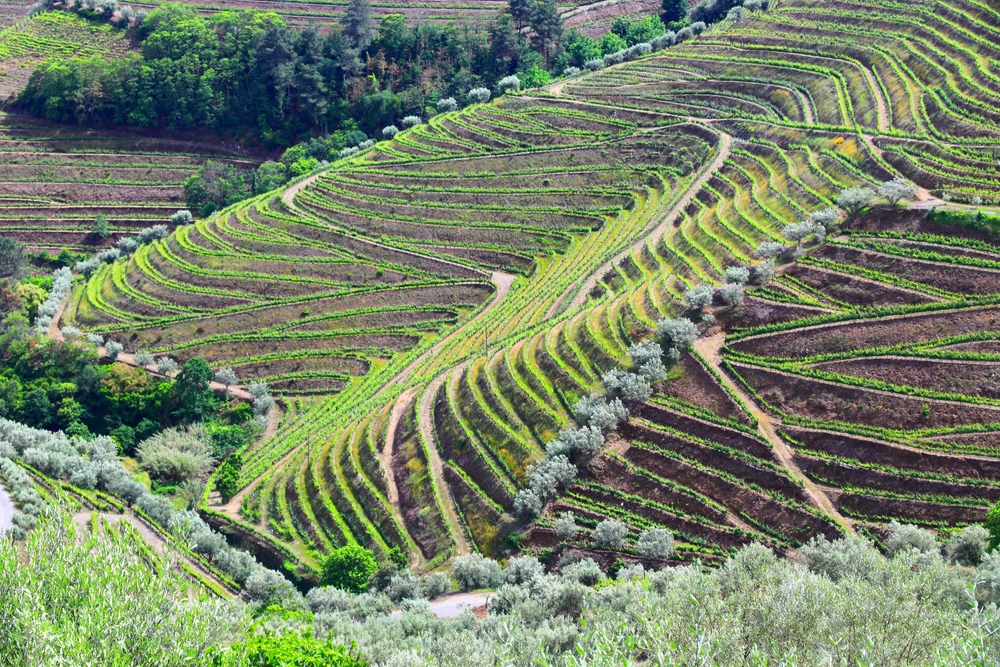 Vast vineyards in Portugal's Douro valley