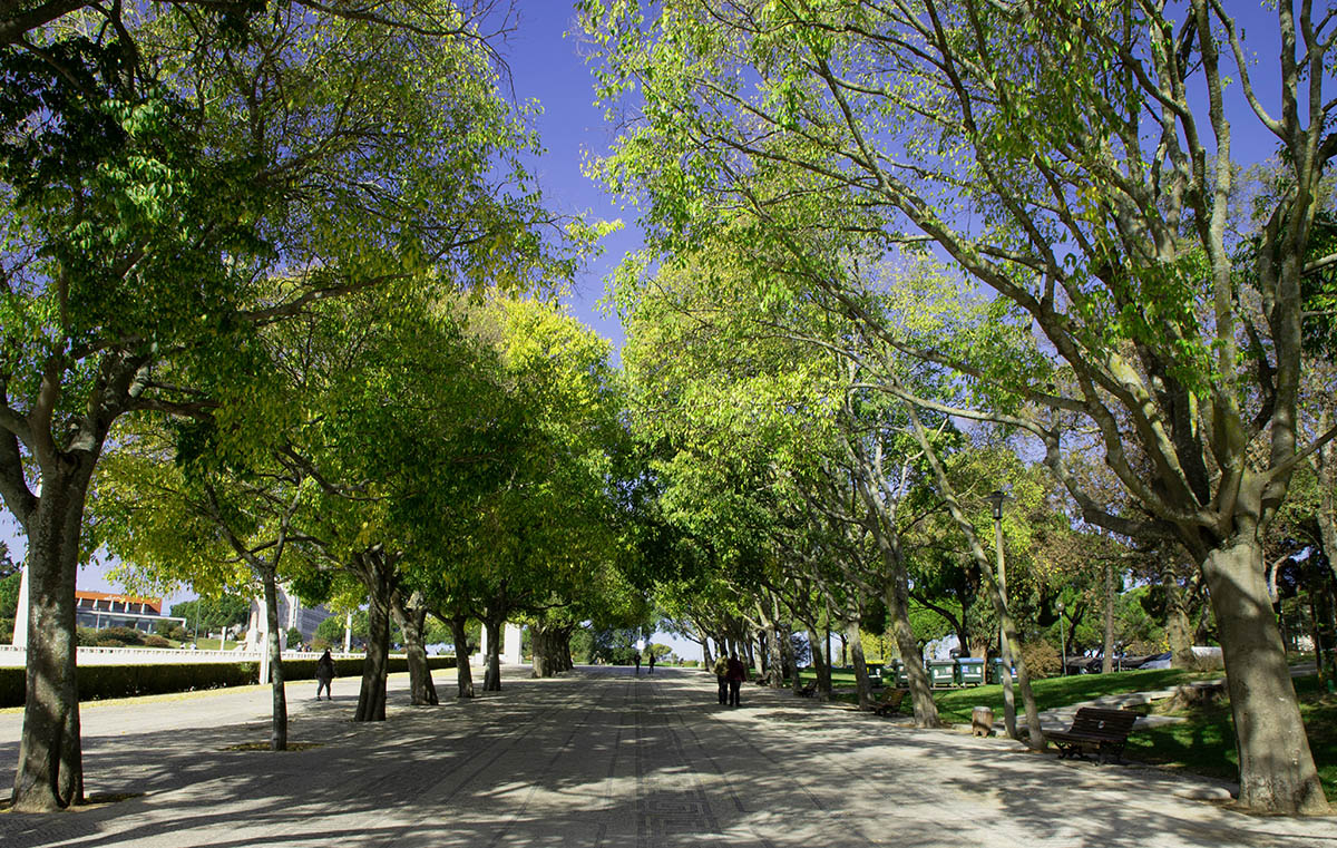 avenida de liberte in lisbon portugal
