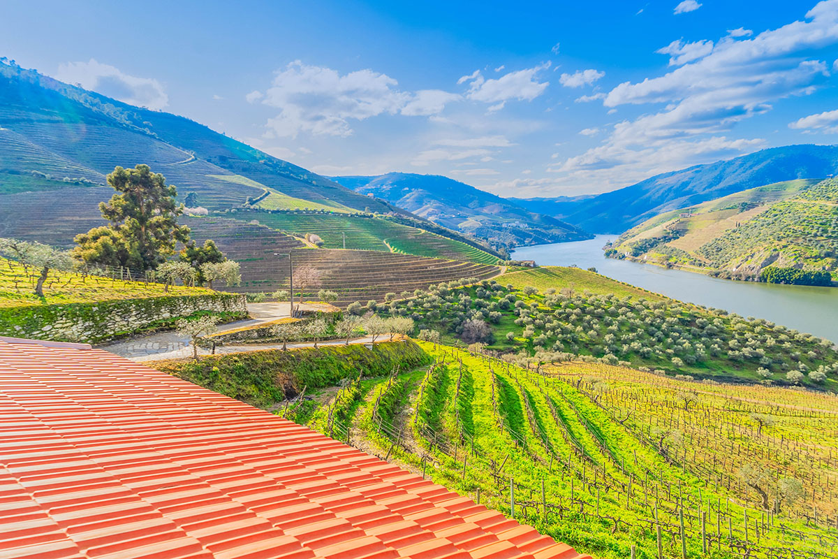 Bright autumn morning over terraced vineyards and the Douro River valley in Portugal