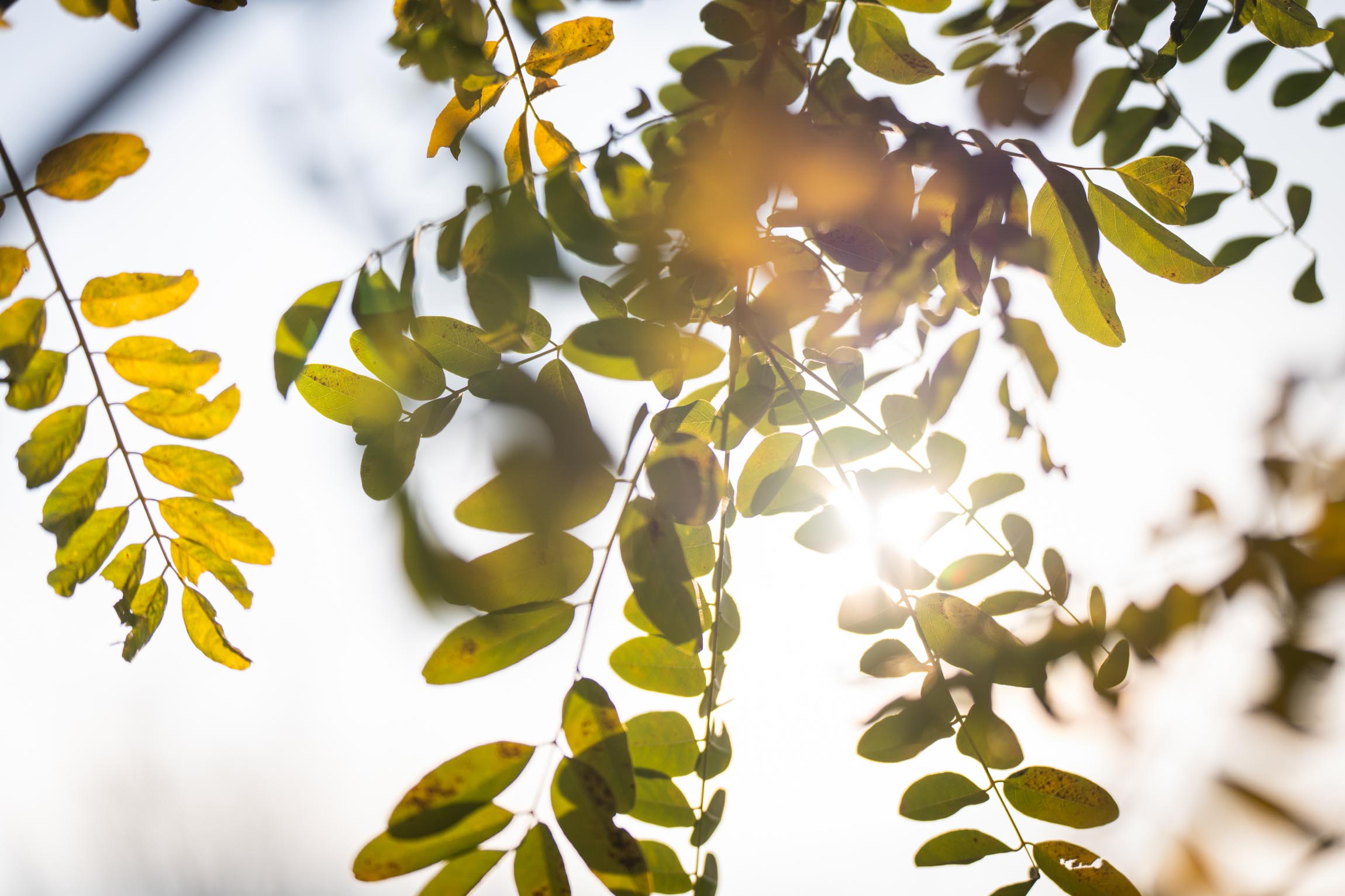 Sunlight shining through green and yellow leaves on tree branches against a bright sky.