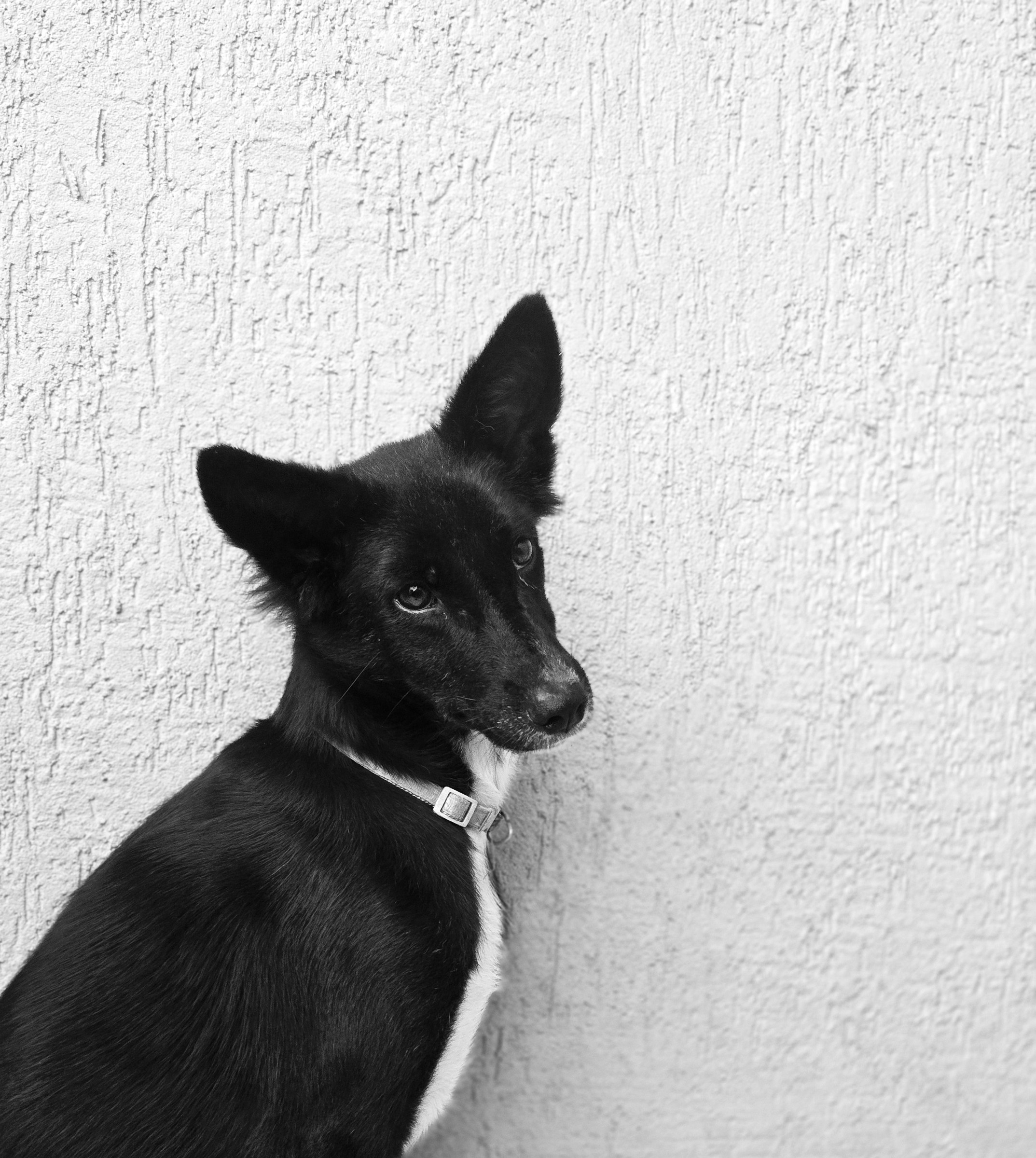 Black dog with a light collar beside a white textured wall.