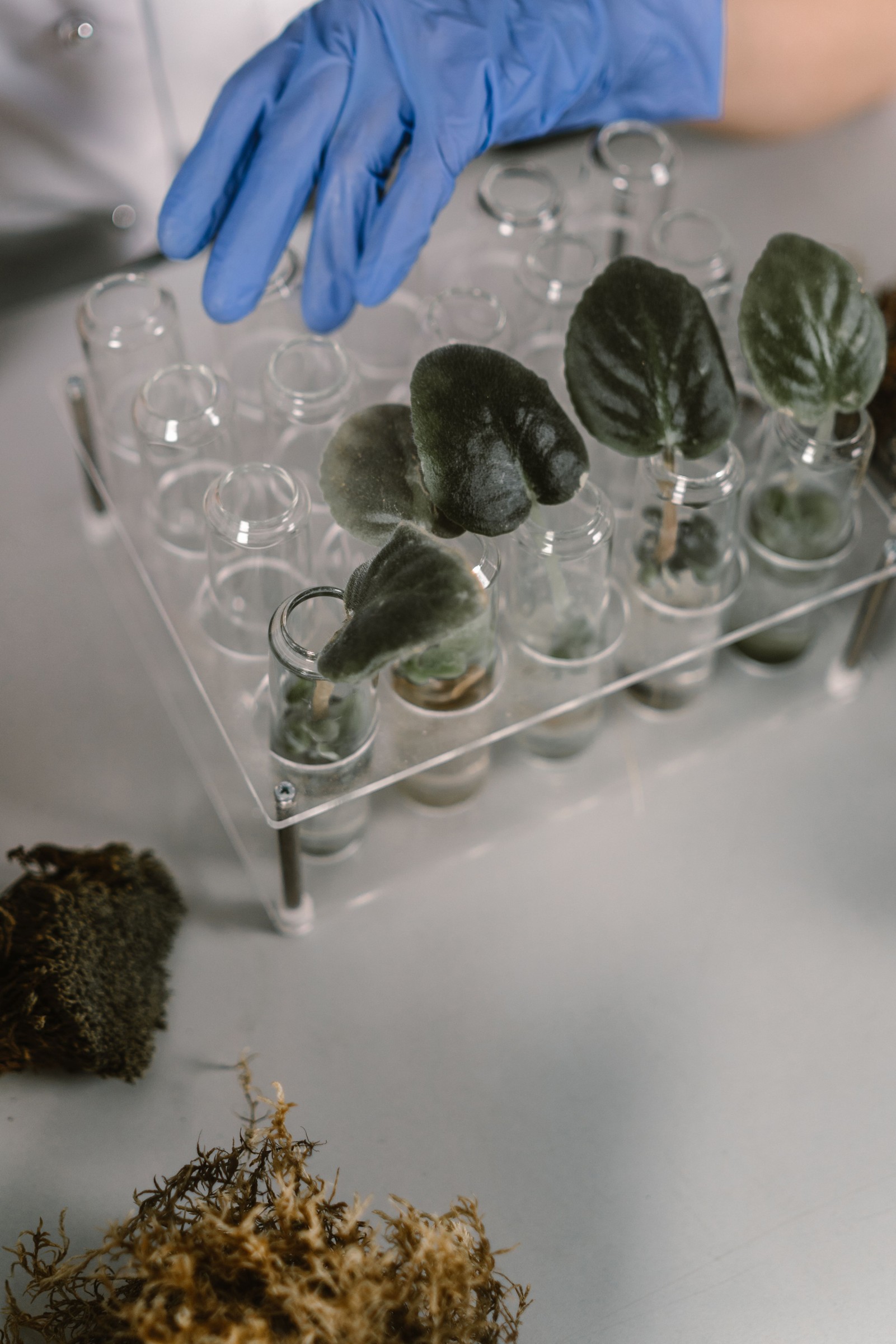 Hand in a blue glove above glass vessels containing botanical material.