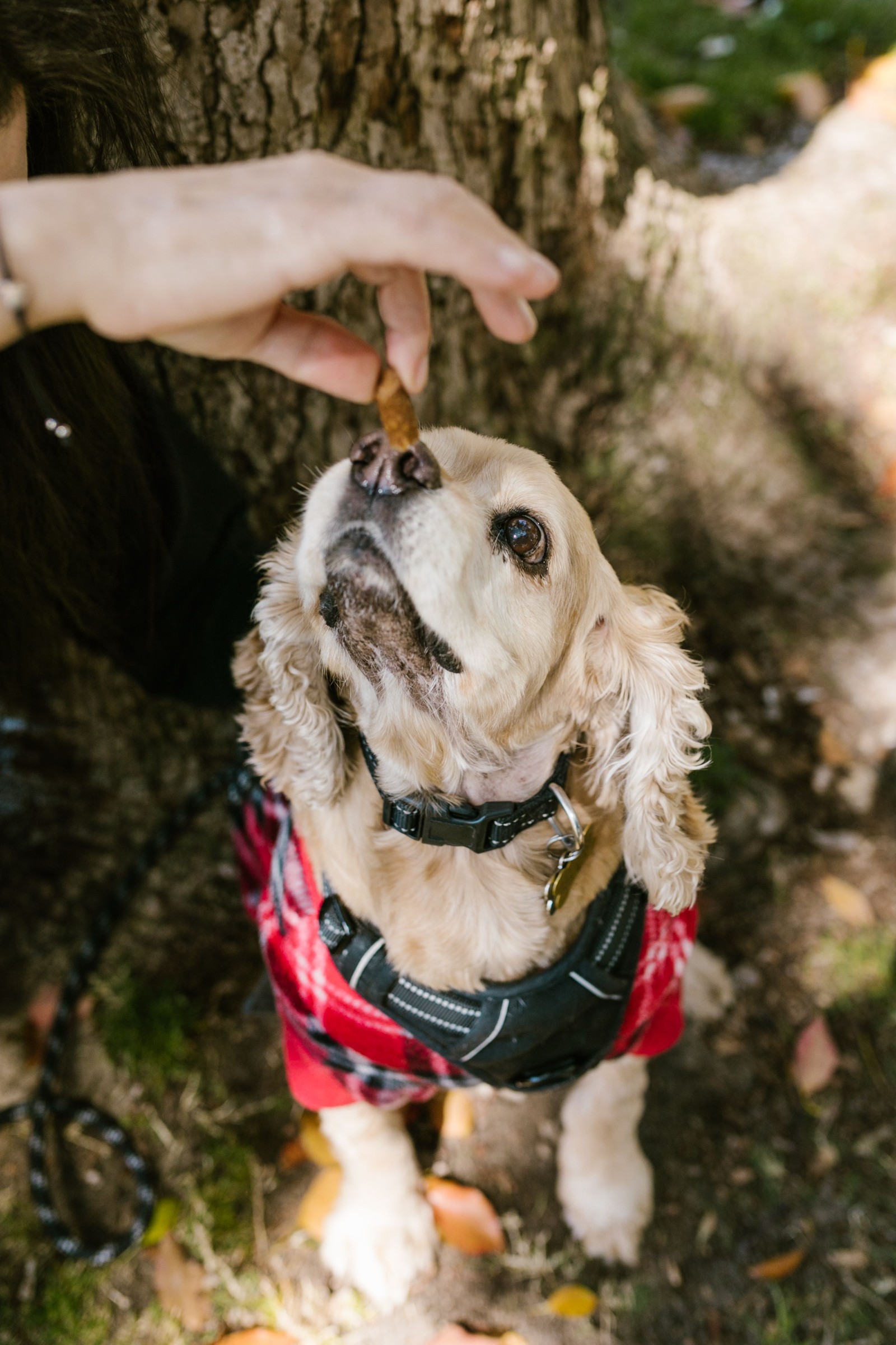 Light-coloured dog in a harness reaching for a treat held above its muzzle beside a tree.